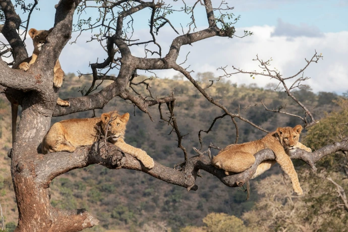 Lion cubs resting on a tree branch