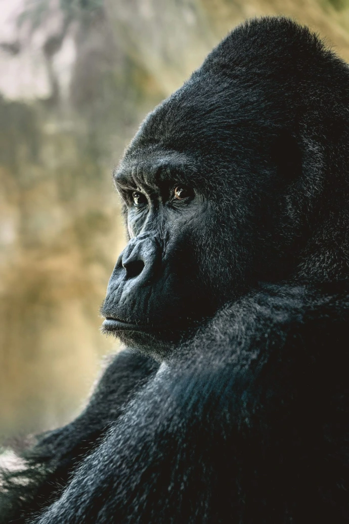 A close up of a gorilla with a mountain in the background