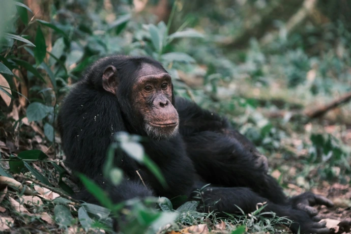 A chimpanzee sits relaxed amidst greenery.