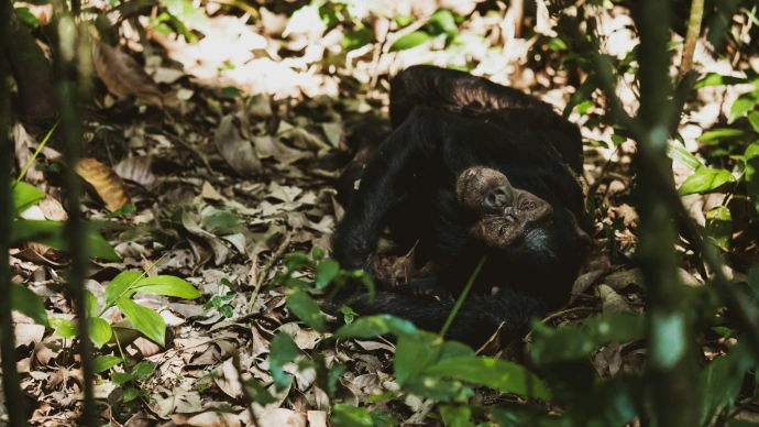 a couple of monkeys in the woods