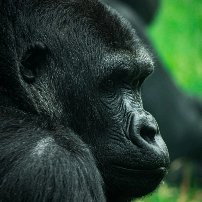 A close up of a gorilla laying on the ground