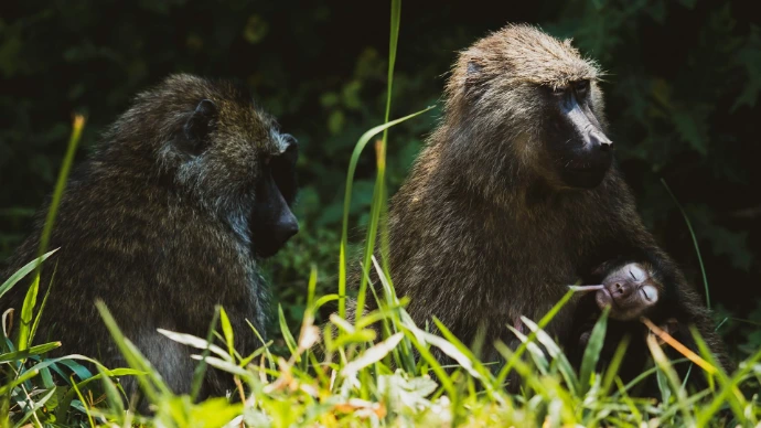 two baboons sitting in the grass