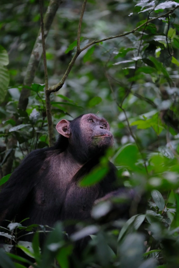 Chimpanzee gazes upward in a lush, green jungle.