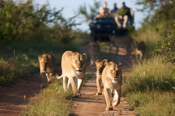 Lion tracking in Queen Elizabeth National Park