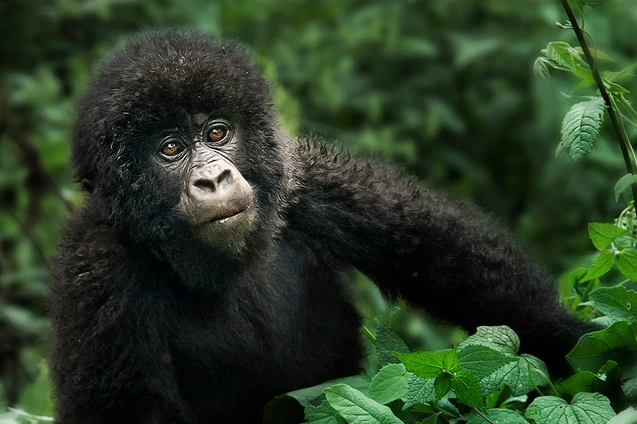 An infant gorilla in Bwindi
