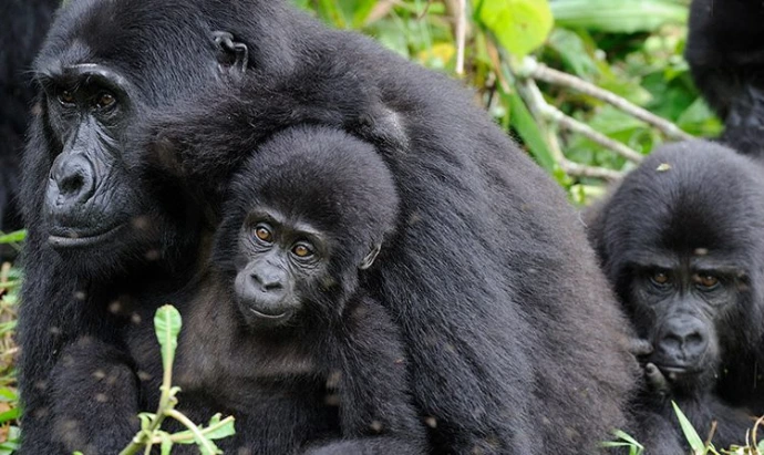 A gorilla carrying an infant