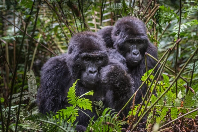 two adult gorillas in Bwindi forest