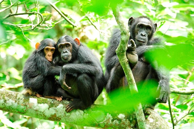 Adult chimps eating in Kibale