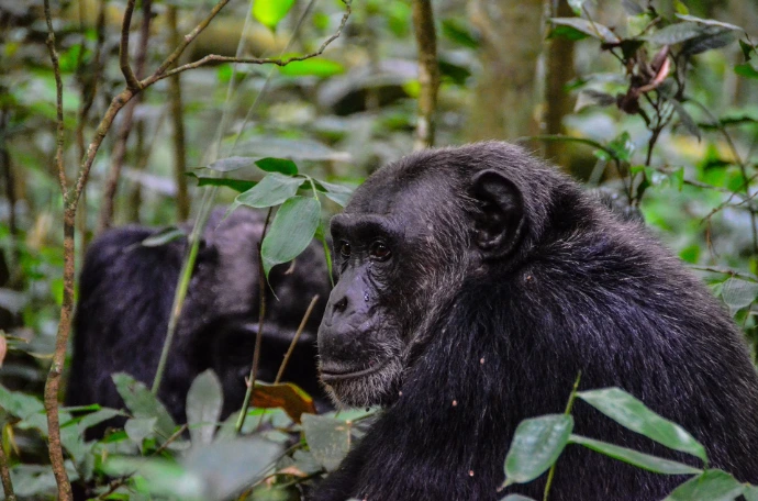An old chimpanzee in Kibale forest