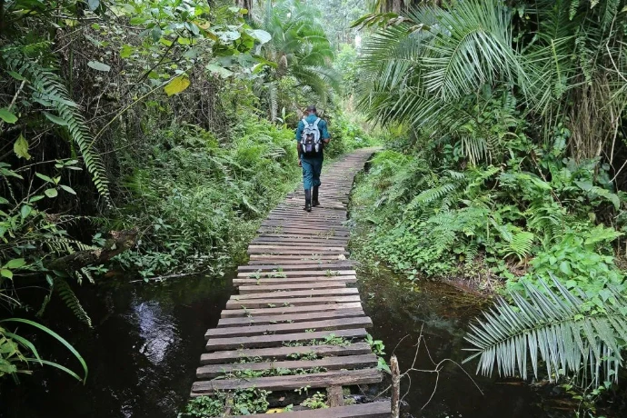 A person crossing a canopy in Kibale