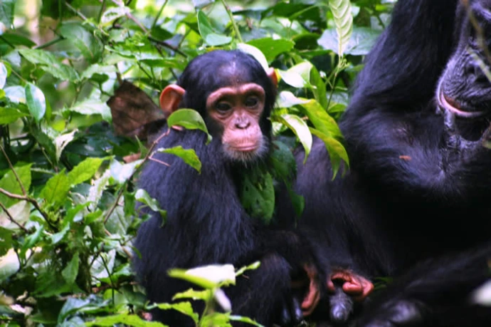 Kibale chimpanzee