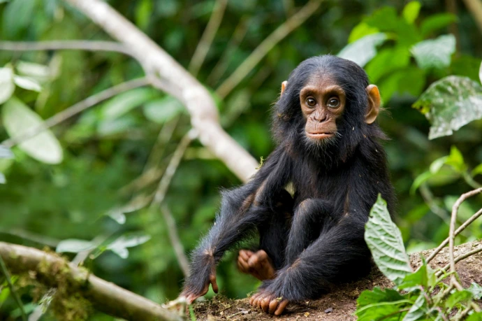 A baby chimpanzee on the branch in Kibale