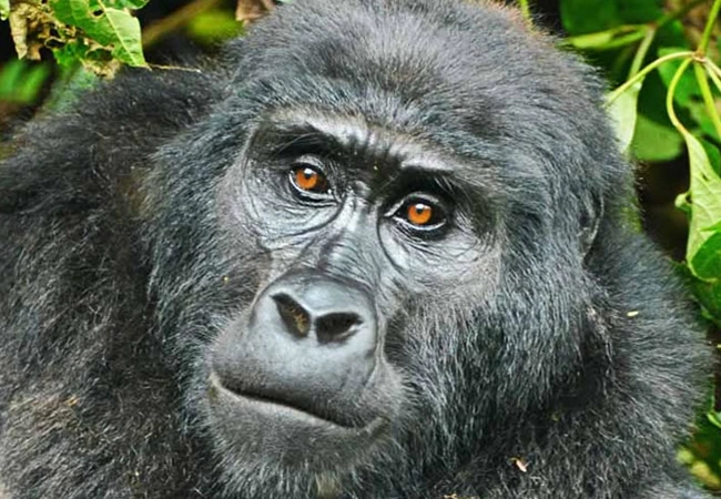 A face of a gorilla in Bwindi