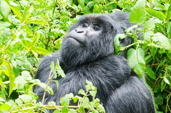 A gorilla relaxing in Bwindi