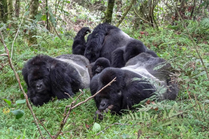 A gorilla family in a group in Bwindi